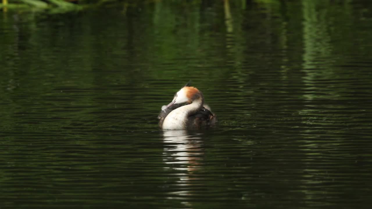 一只大凤头鸊雀，背上驮着两只幼鸟，在河上游泳。母鸟用羽毛喂其中一只幼鸟。视频下载