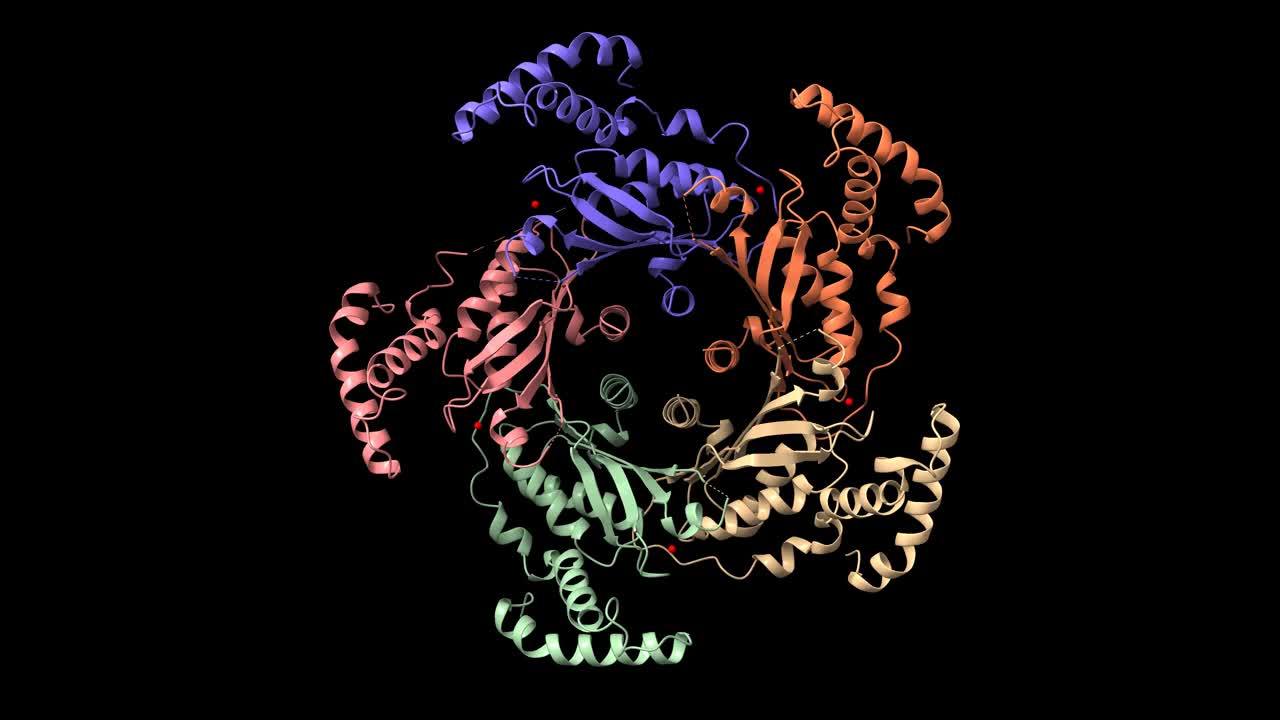 人GTP环水解酶I的结构视频素材