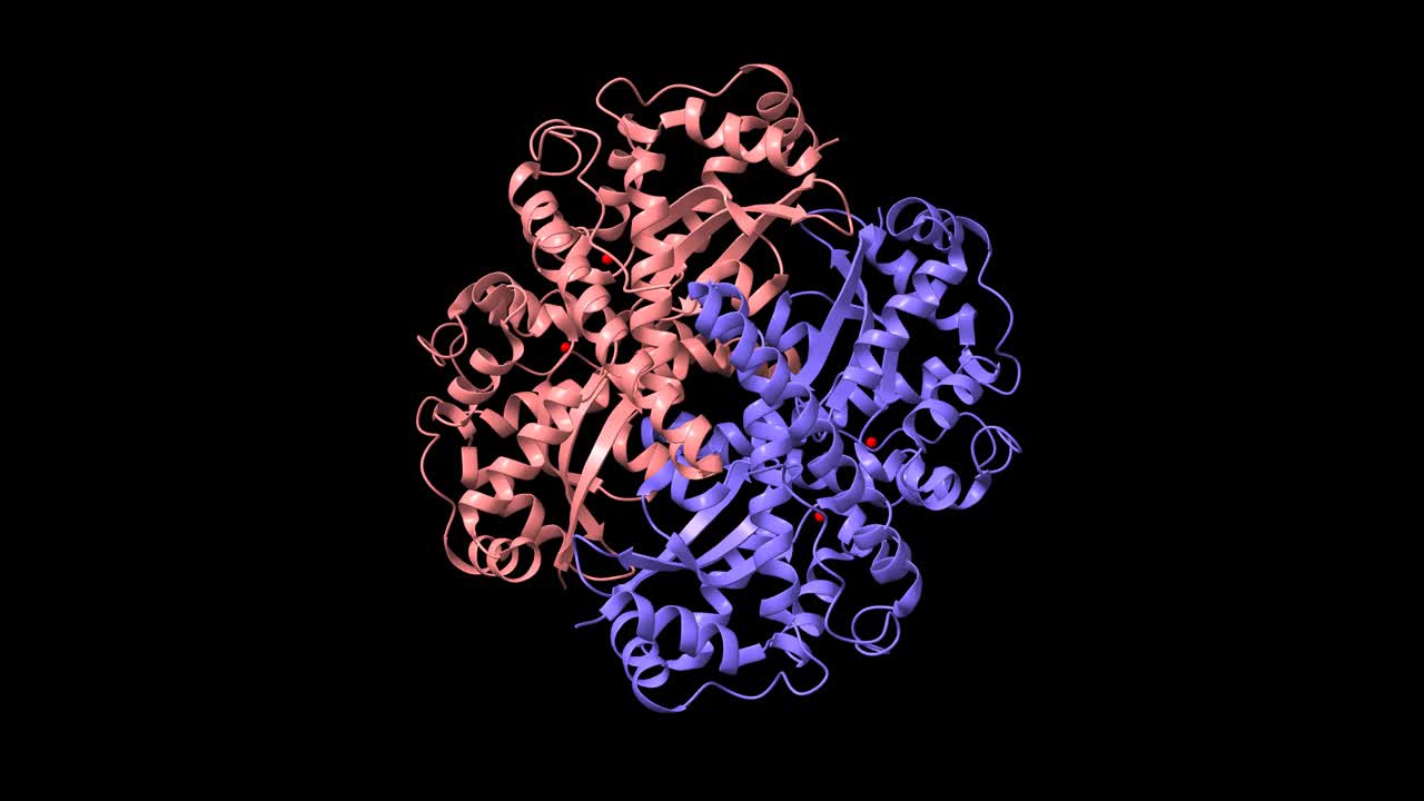 天然人锰(红)超氧化物歧化酶的结构视频素材