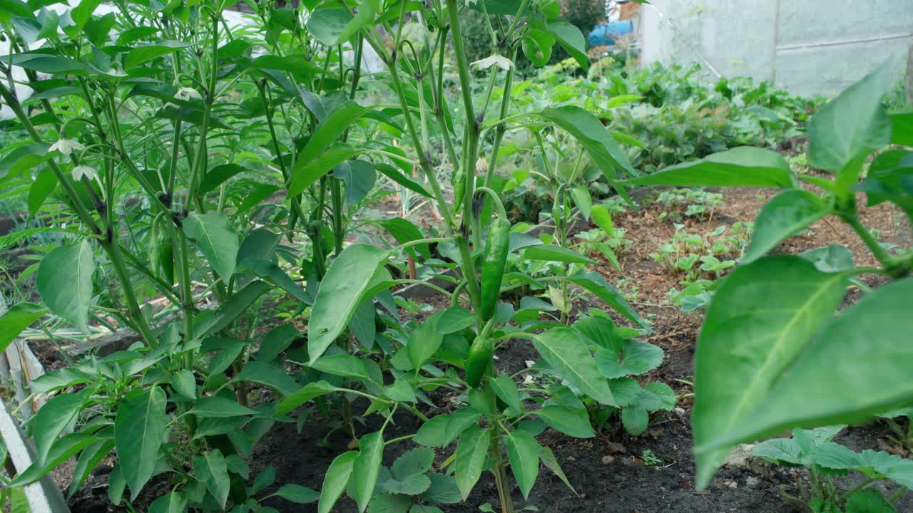 辣椒生长在温室的灌木上。62、夏秋在园中收获，在园中收获。视频下载