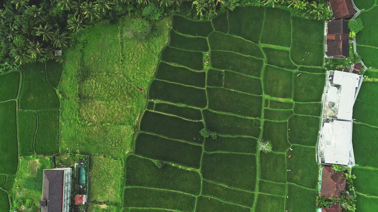 鸟瞰乌布，巴厘岛，印度尼西亚视频素材