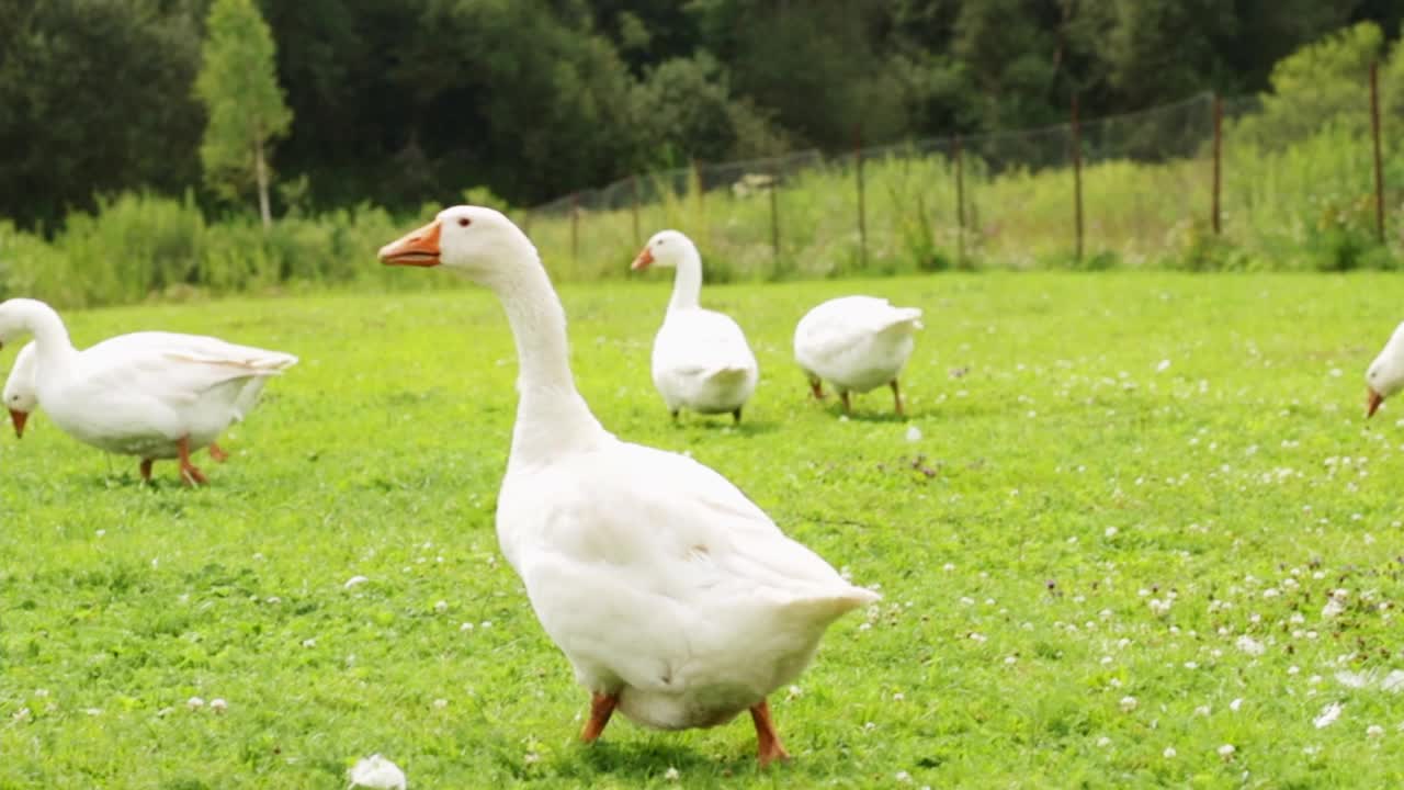 一群白鹅，农场里的鸟在草地上走着，啃着草，吃着鹅饲料视频下载