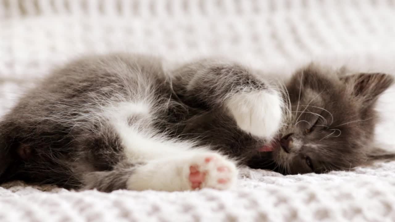 小猫在床上，可爱的毛茸茸的小猫，家养动物，家庭宠物视频素材