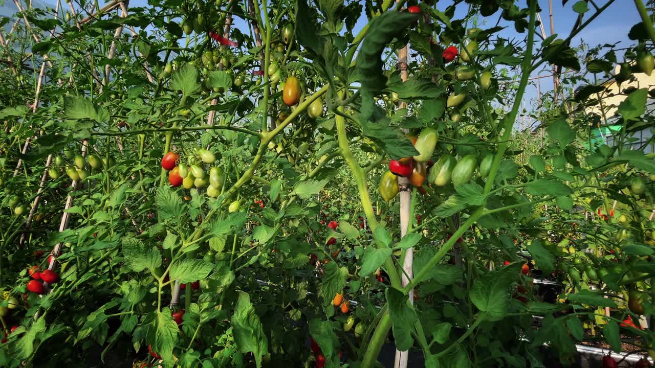 美丽的现代园艺温室中的番茄，新型农业技术视频素材