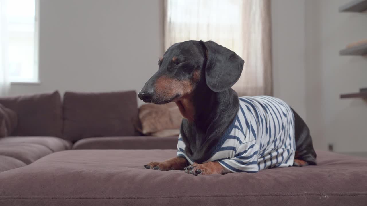 可爱的腊肠狗穿着条纹t恤，乖乖地躺在沙发上，等待主人的进一步指示，在家里训练时听从主人的命令。视频素材
