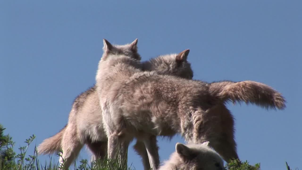 黄石-狼/怀俄明州，美国视频素材