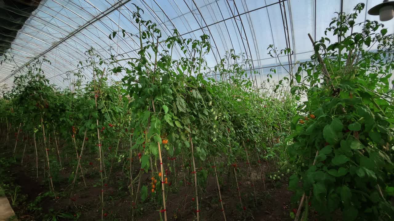 美丽的现代园艺温室中的番茄，新型农业技术视频素材