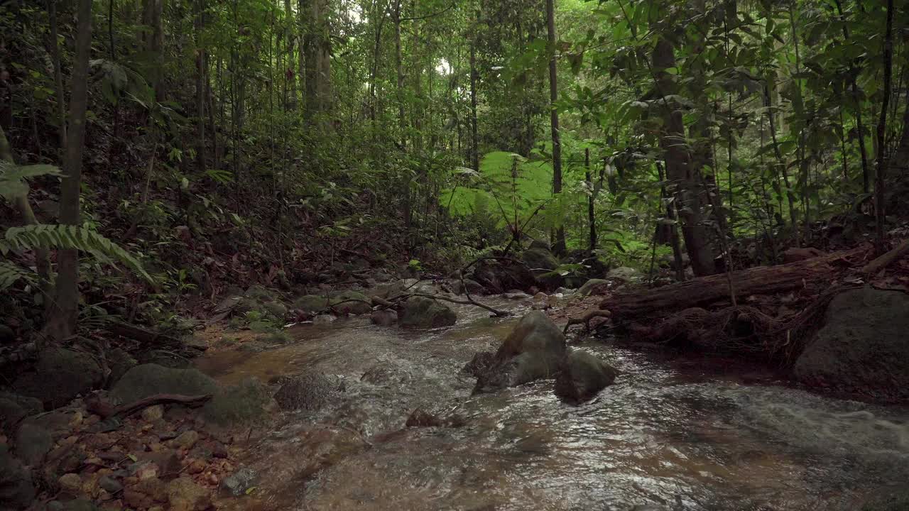 美丽浓密的树叶和树木和流动的热带雨林的景象。山间小溪的景观。小溪在森林深处的岩石和巨石间流淌。丛林中急流、瀑布、河流奔流。视频素材