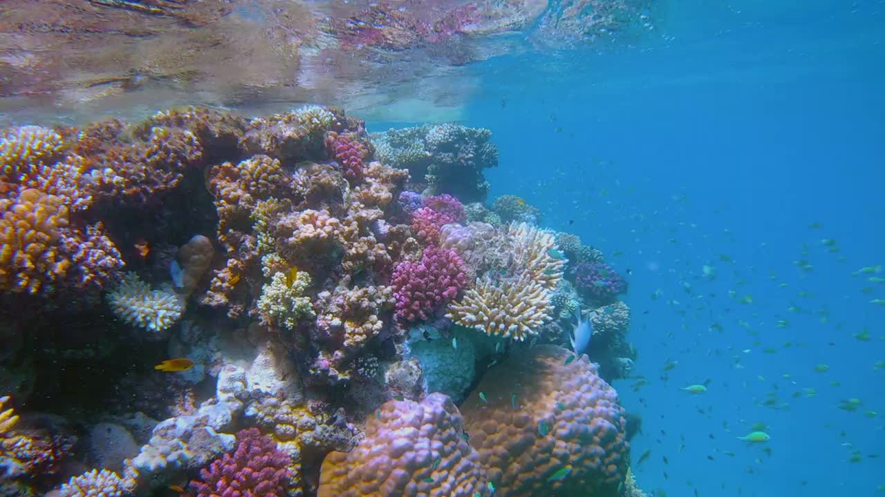 在美丽的珊瑚礁上有许多小型热带鱼的海洋生物，Chromis viridis(绿色Chromis)在红海- Marsa Alam -埃及视频下载