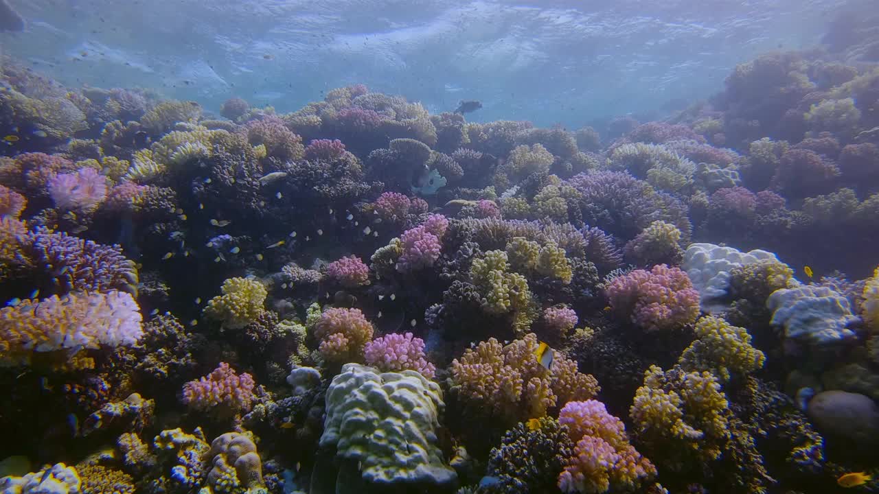 五颜六色的珊瑚花园与许多小热带鱼在红海-马萨阿拉姆-埃及视频下载