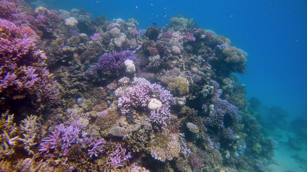红海上有许多小型热带鱼的美丽珊瑚礁上的海洋生物-马萨阿拉姆-埃及视频下载
