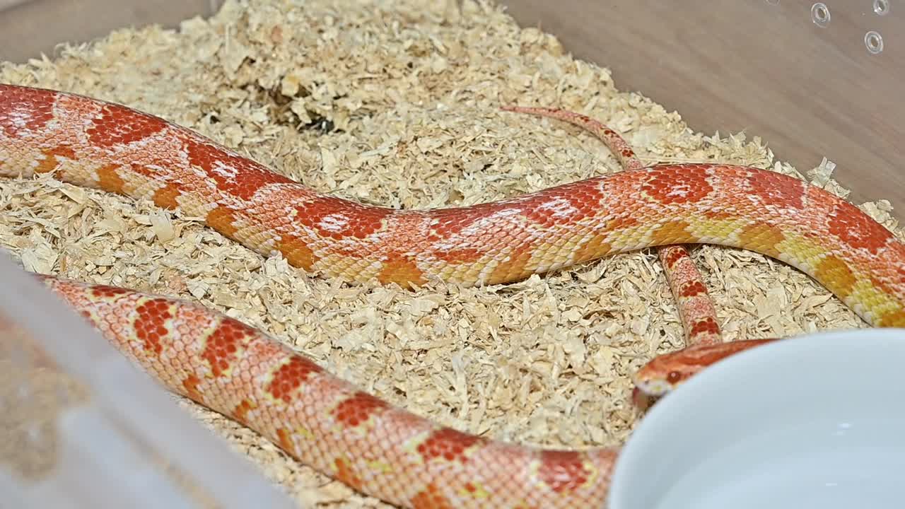 玉米蛇在塑料盒子里爬行的视频。视频下载