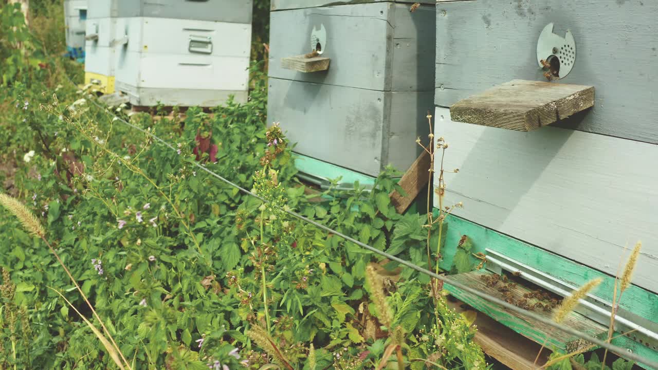 蜜蜂飞进蜂巢。养蜂，养蜂场视频素材