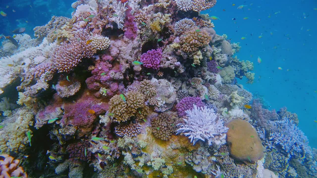 红海上五颜六色的珊瑚礁上的海洋生物-马萨阿拉姆-埃及视频下载
