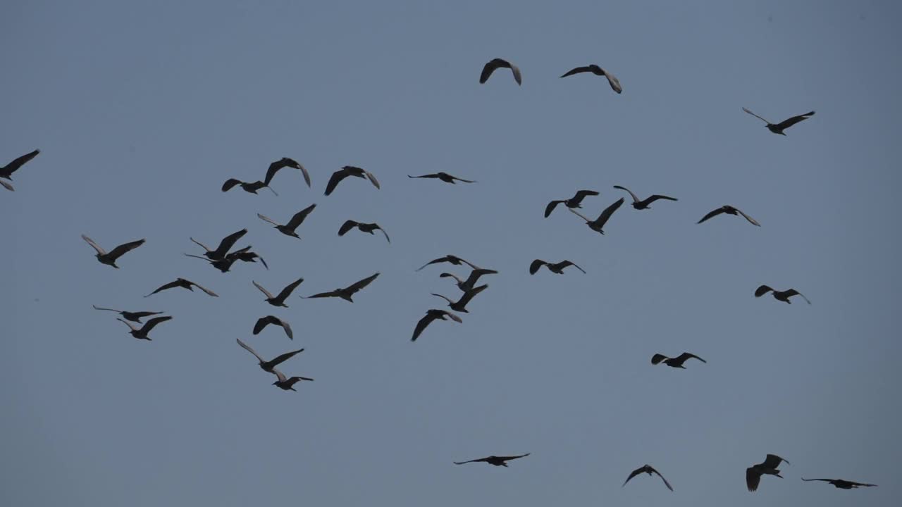迁徙中的夜鹭群。慢镜头。视频下载