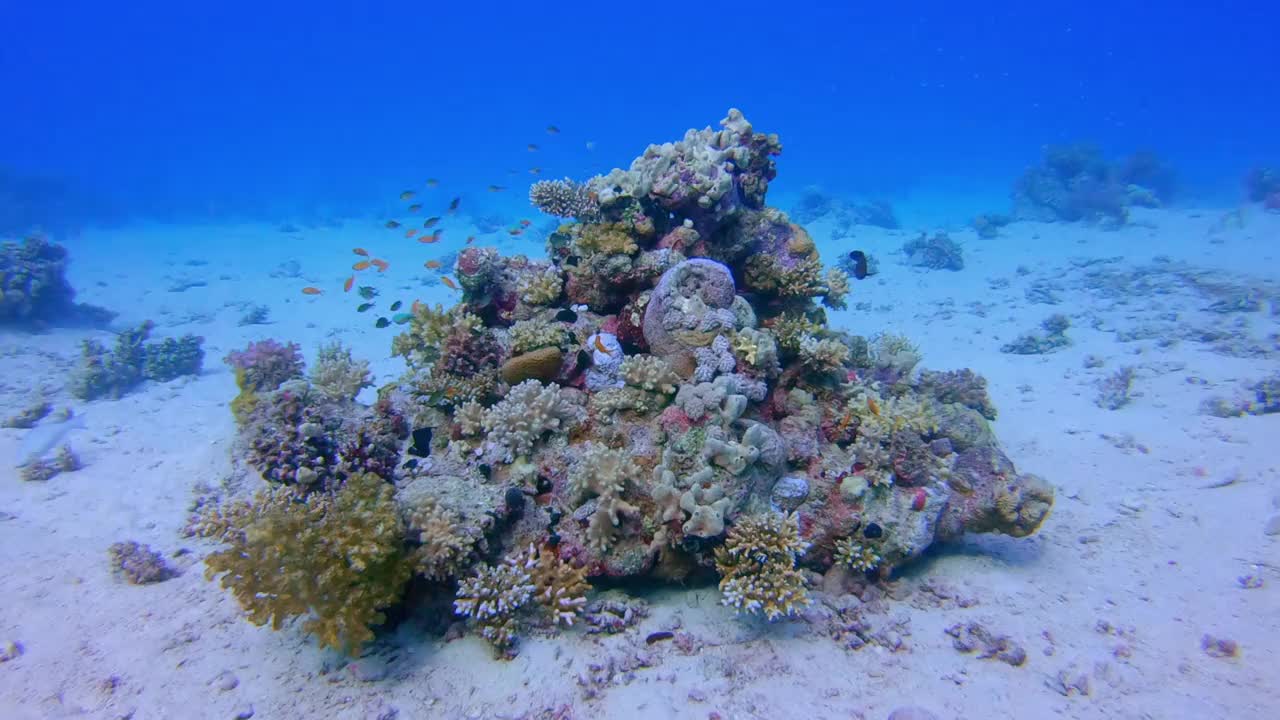 在美丽的珊瑚礁和许多热带鱼的水下潜水在红海-拉哈米湾/马萨阿拉姆视频下载