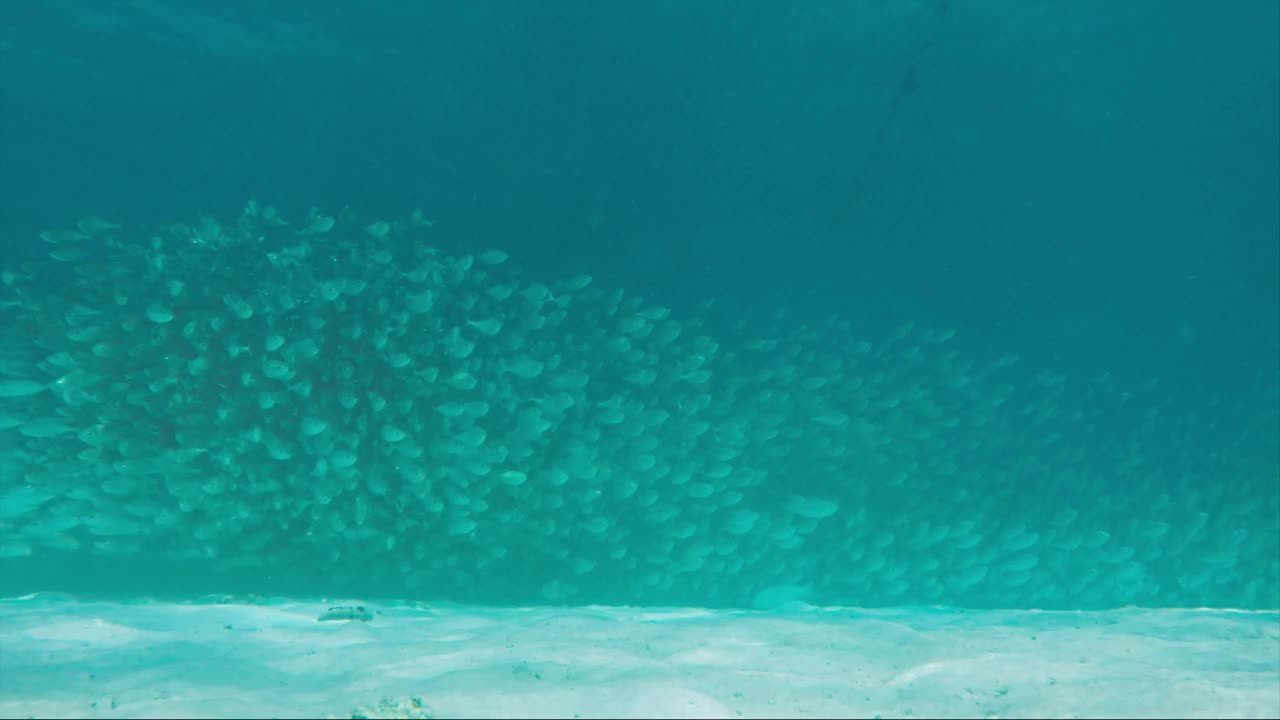 海洋里有一大群鱼视频下载