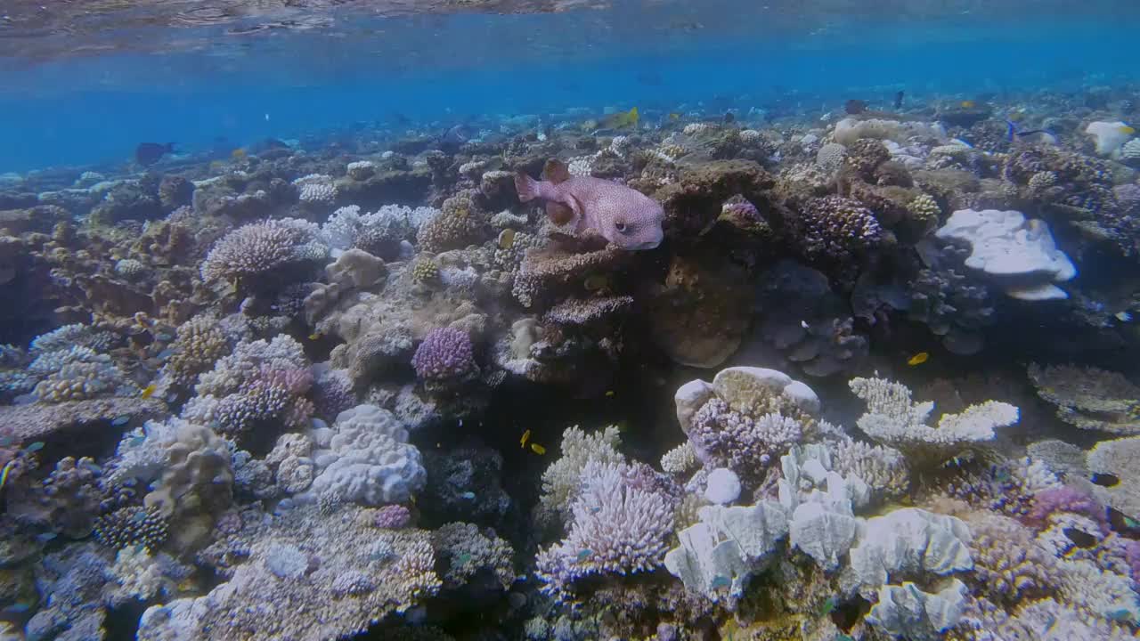 红海上的斑鳍豪猪鱼(didon hystrix)科小球鱼-玛莎兰-埃及视频下载