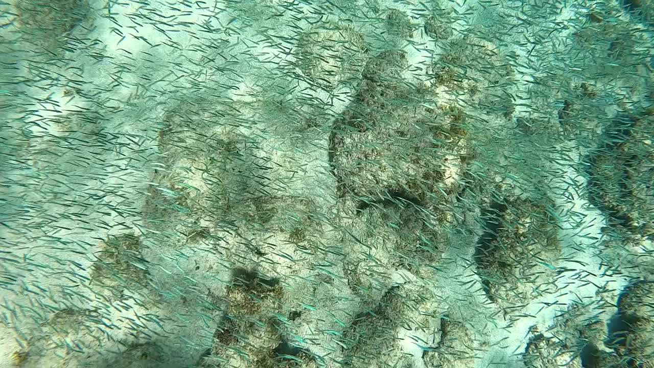 鱼和珊瑚的海洋视频下载