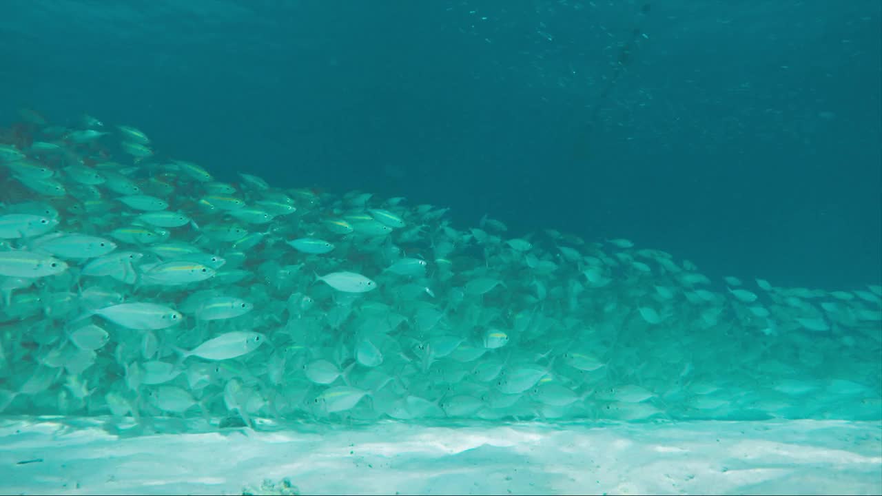 海洋里有一大群鱼视频素材