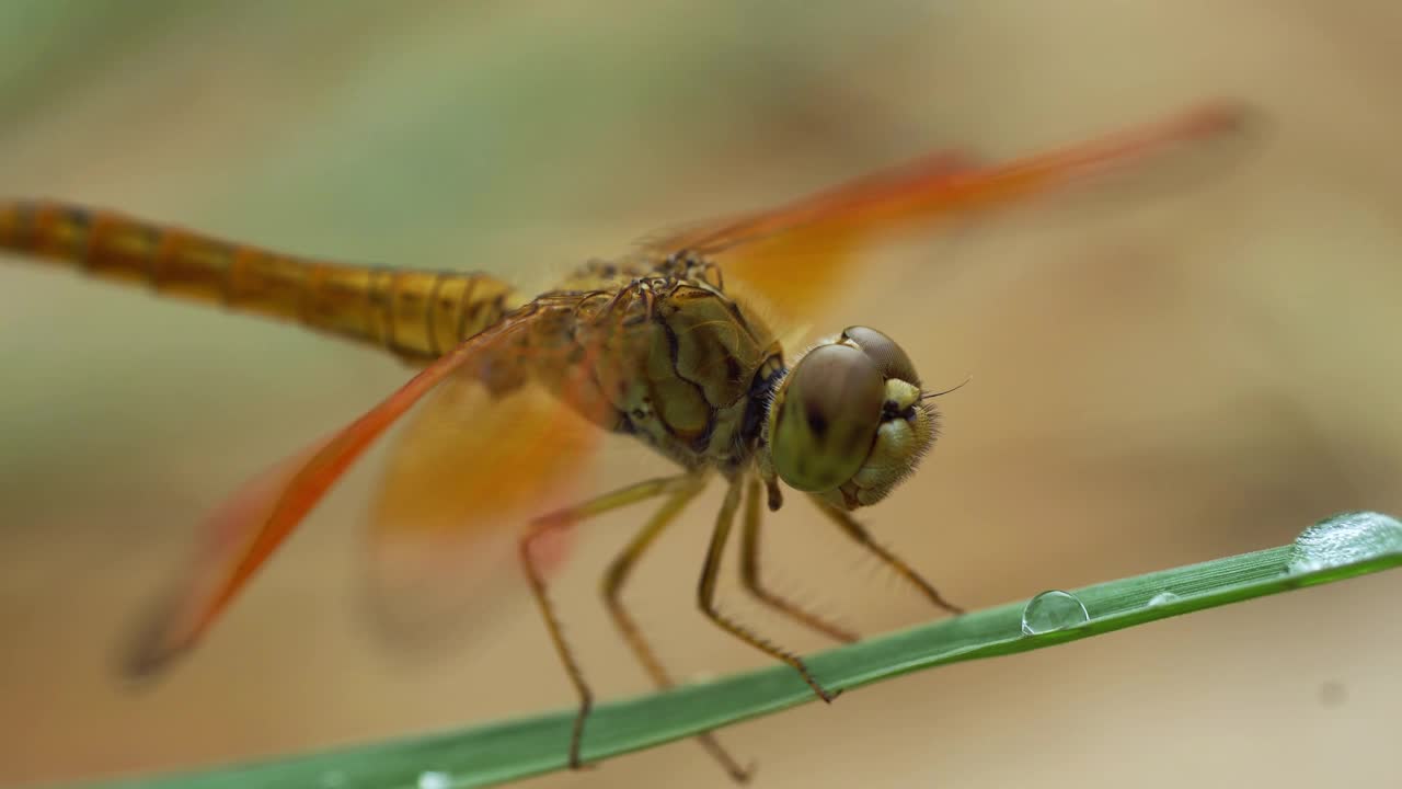 黄蜻蜓特写，微距拍摄视频素材
