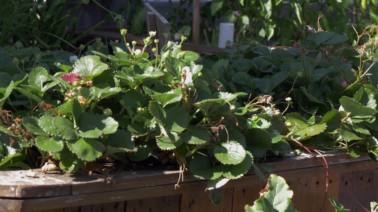 草莓植物开花视频素材