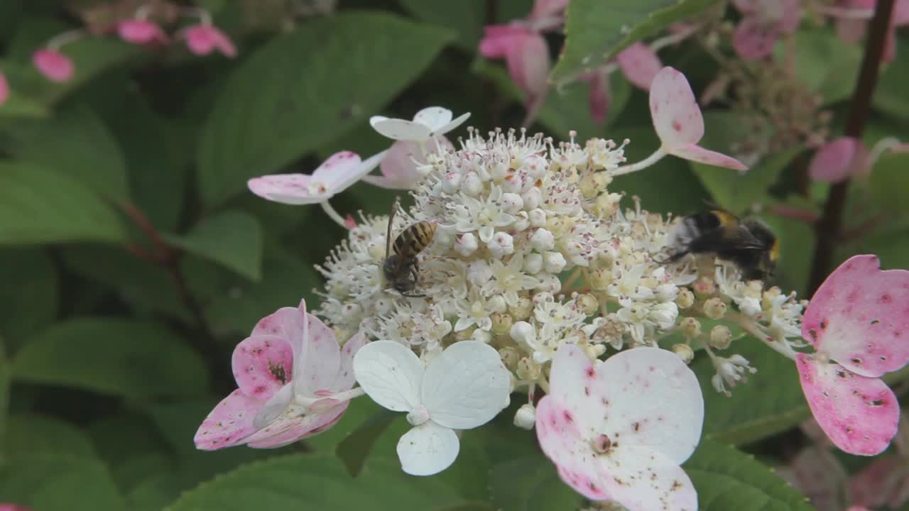蜜蜂从花园里的白花上收集花粉。在春天盛开的花朵。阳光下开着花的树枝视频素材