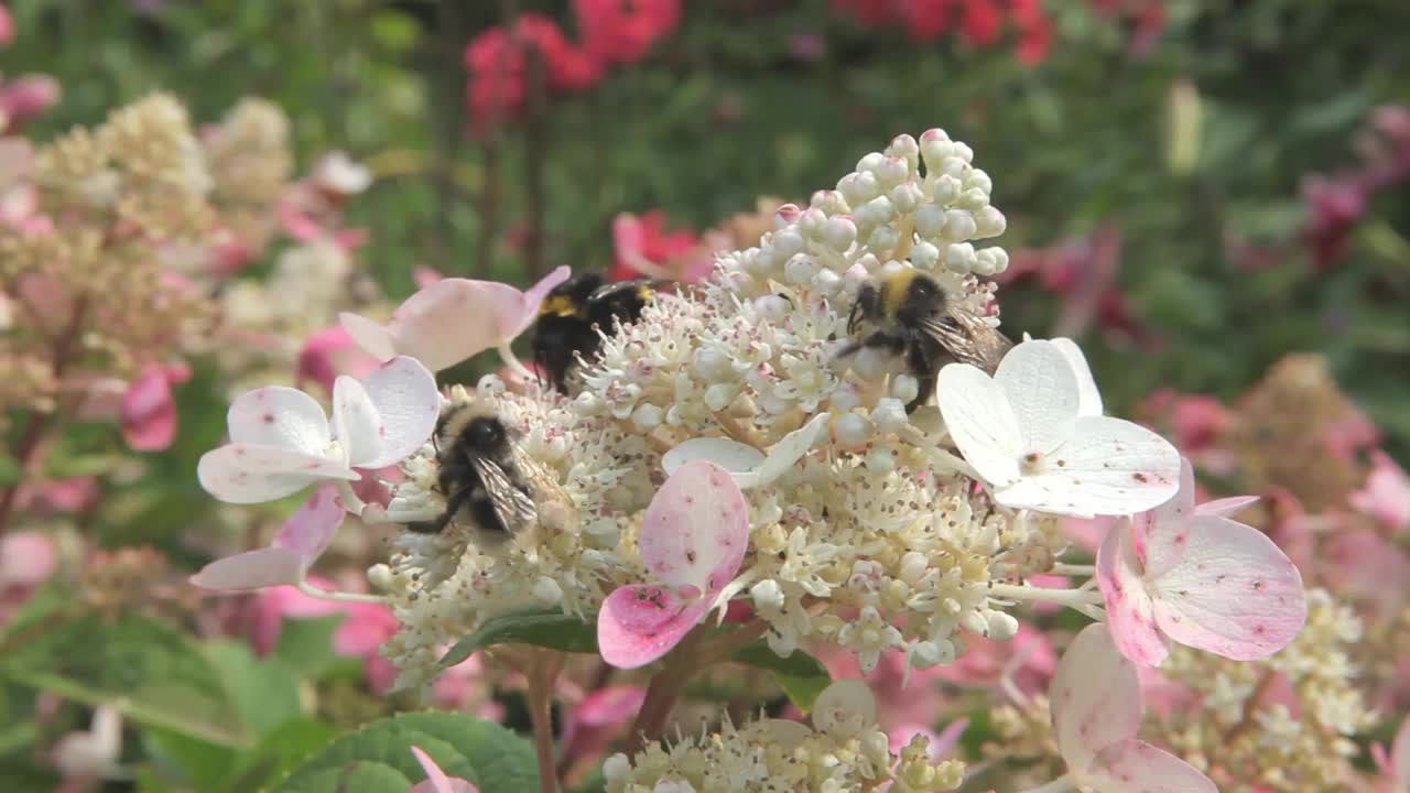 一只大黄蜂在夏天的花园里采集花蜜视频素材