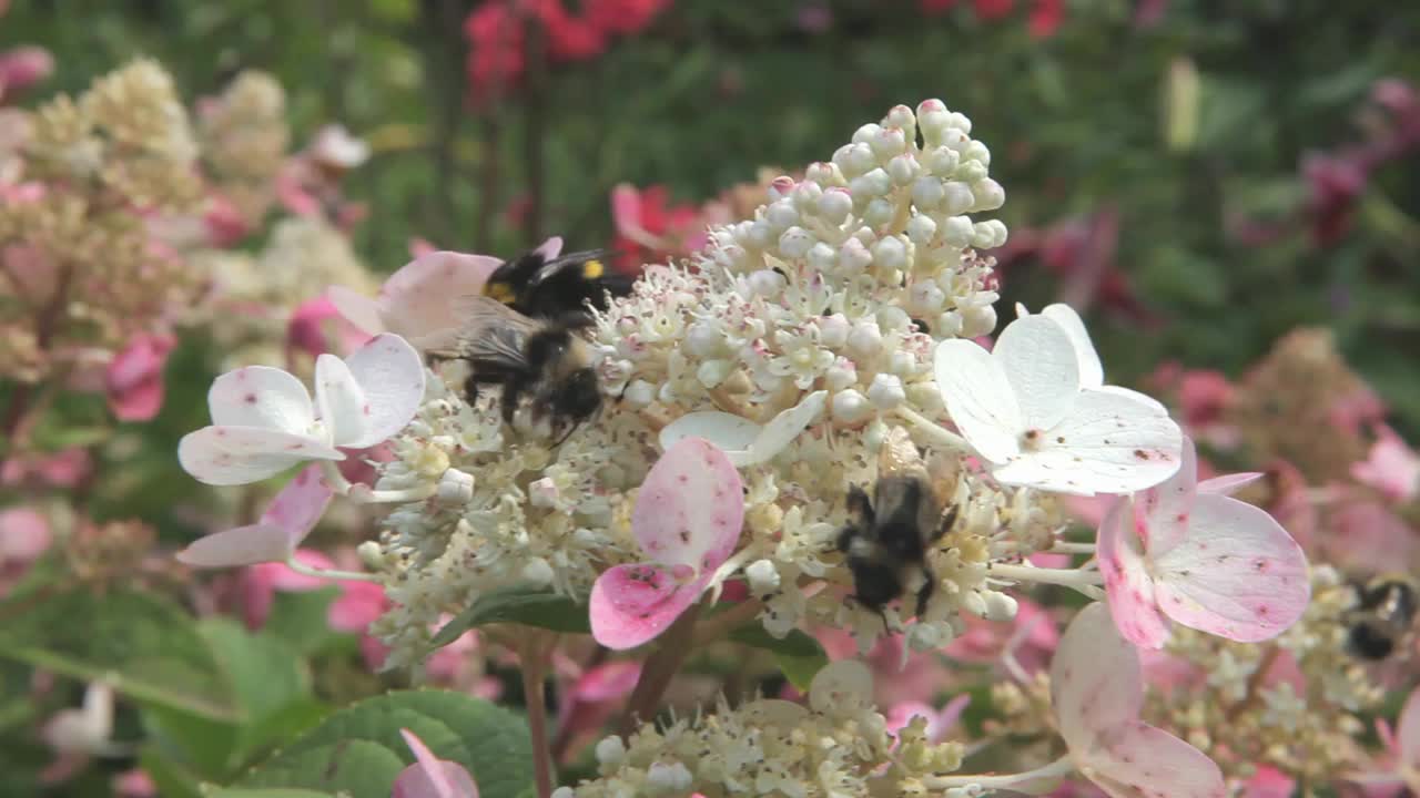 蜜蜂从花园里的白花上收集花粉。在春天盛开的花朵。视频素材
