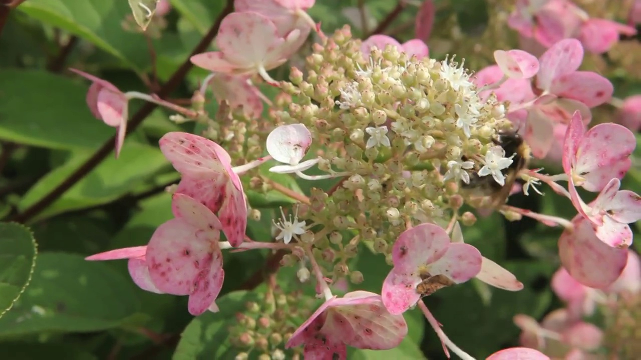 一只大黄蜂在夏天的花园里采集花蜜视频素材