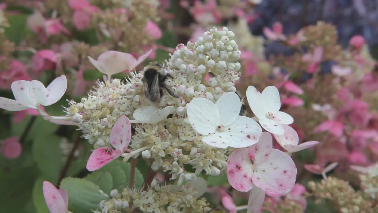 一只蜜蜂和一只大黄蜂在一朵白花上爬行。视频素材