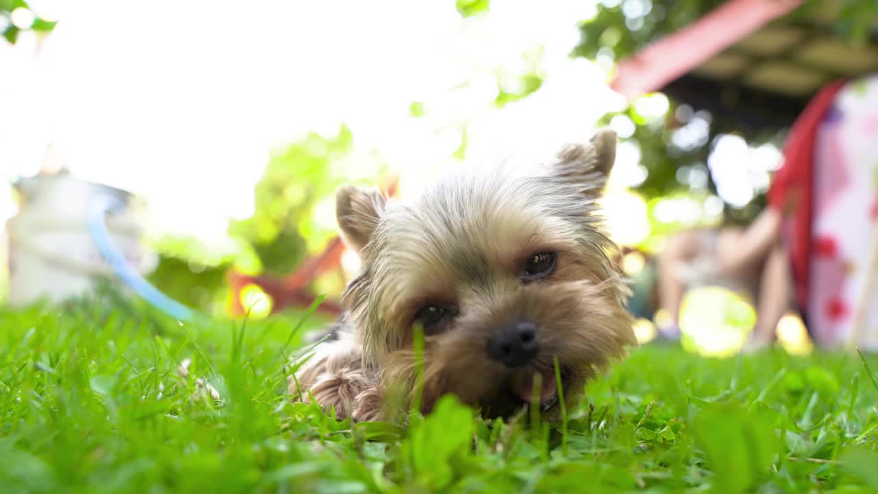 4 k的视频。夏天，一只约克郡梗的小狗躺在草地上咬着一根棍子视频素材