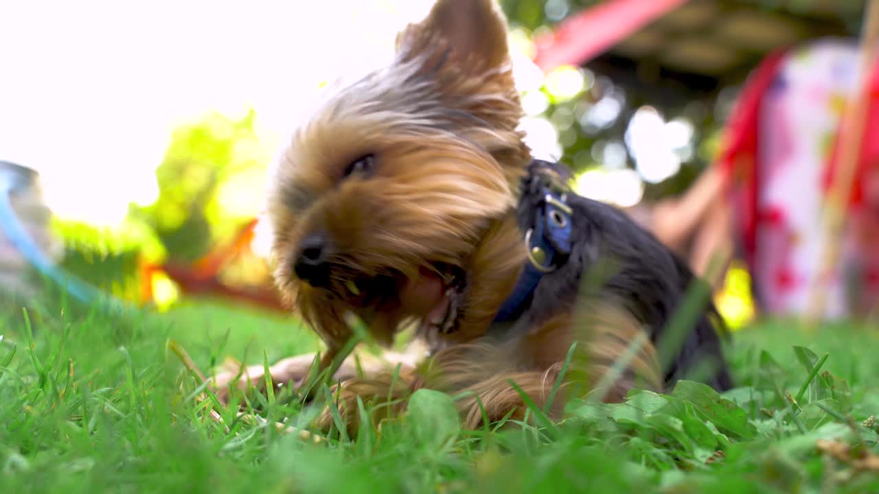 4 k的视频。夏天，一只约克郡梗的小狗躺在草地上咬着一根棍子视频素材