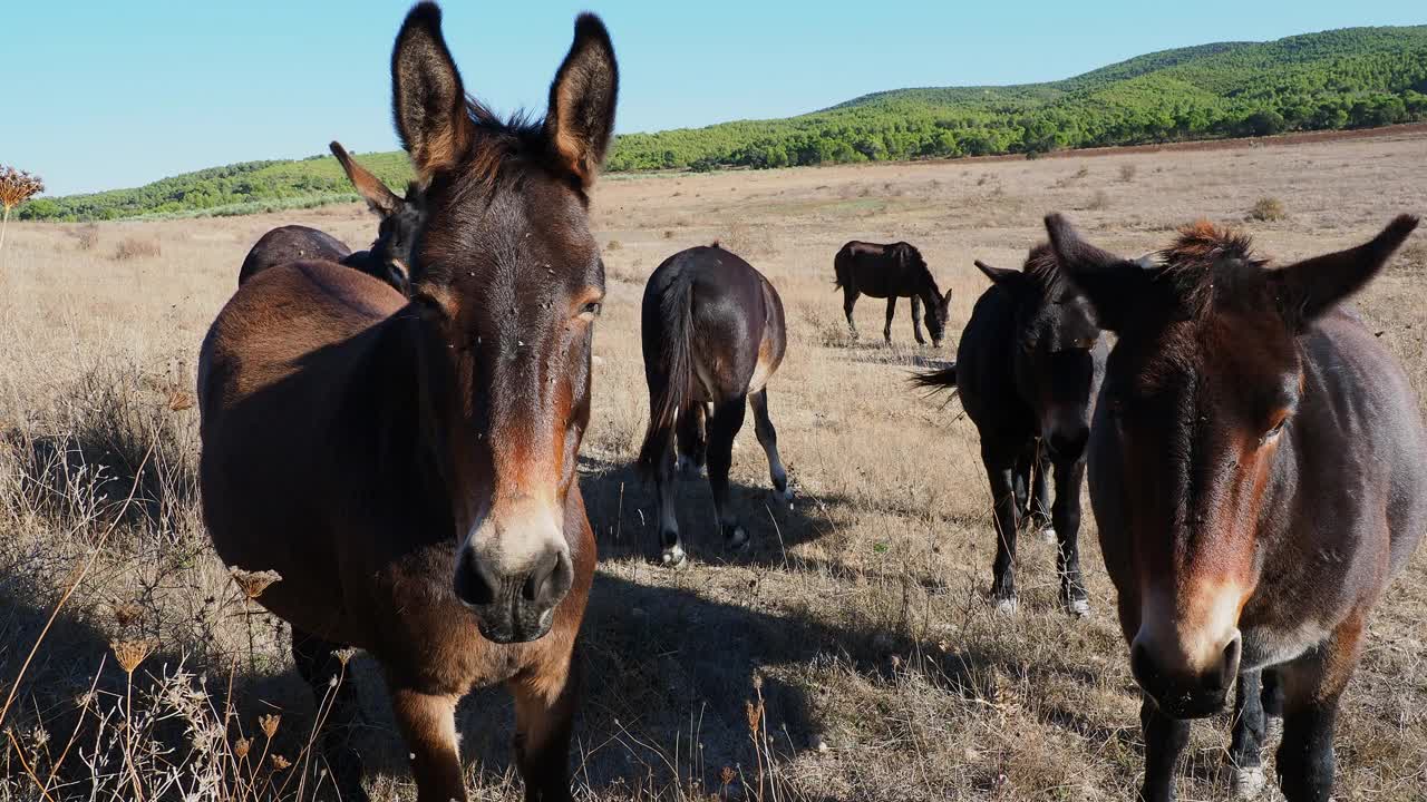 田野里的一群骡子和驴。视频下载