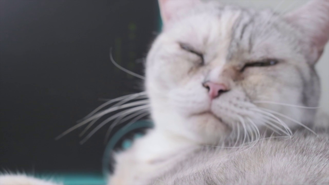 银猫清洁脸视频素材