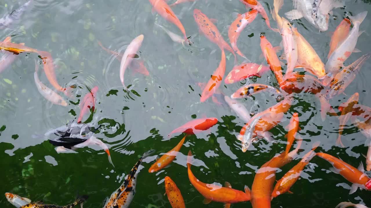 锦鲤或锦鲤在动物园的装饰性池塘里游泳。俯视图4k分辨率视频。花式鲤鱼在池塘里游泳。视频素材
