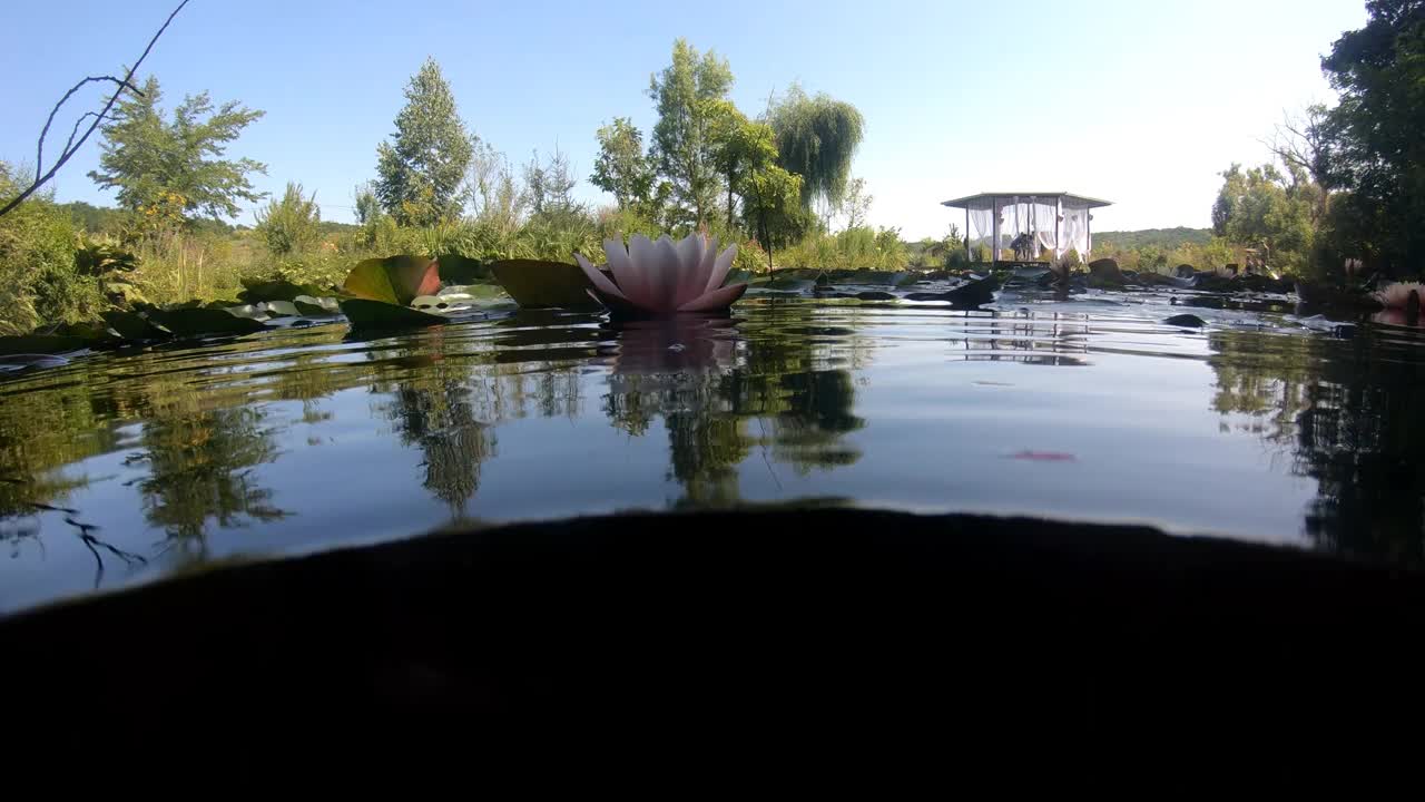 池塘里的睡莲花视频下载