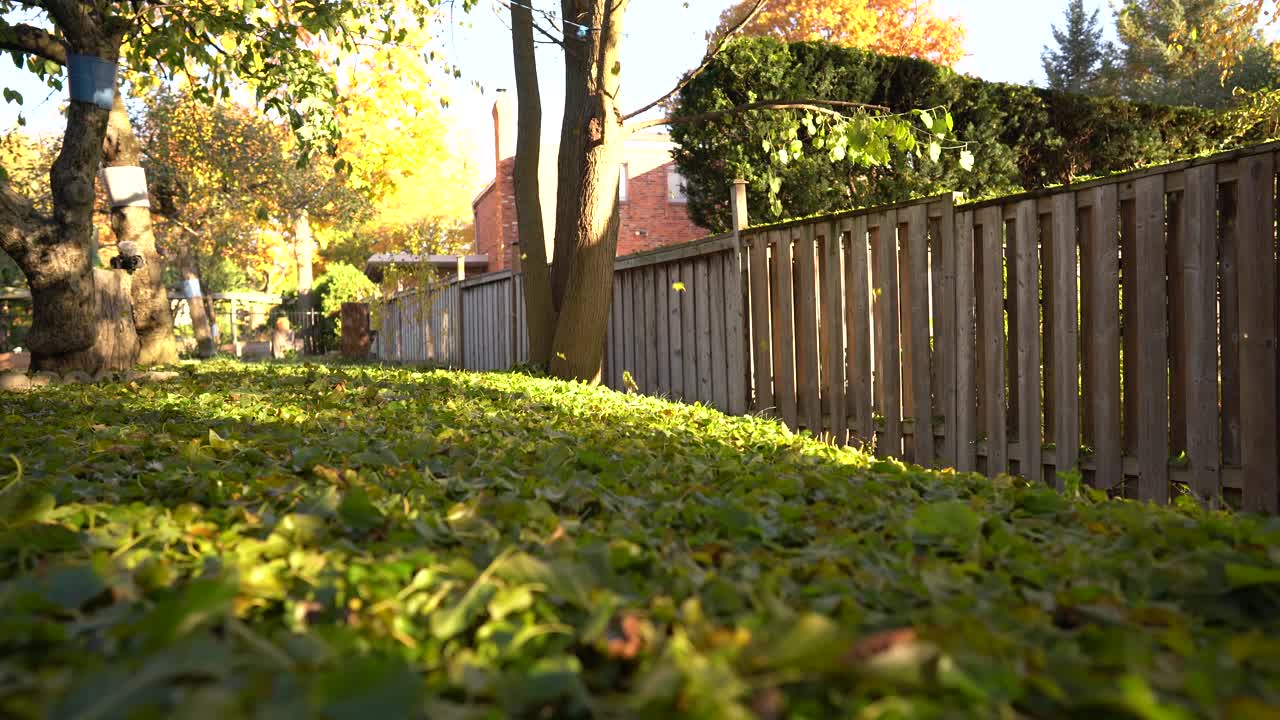 秋天的城市公园里落叶。美丽的自然环境,加拿大视频素材