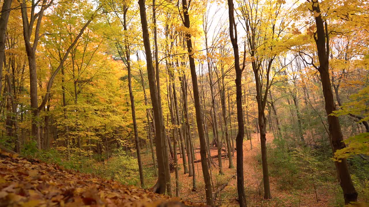 秋天的城市公园里落叶。美丽的自然环境,加拿大视频素材