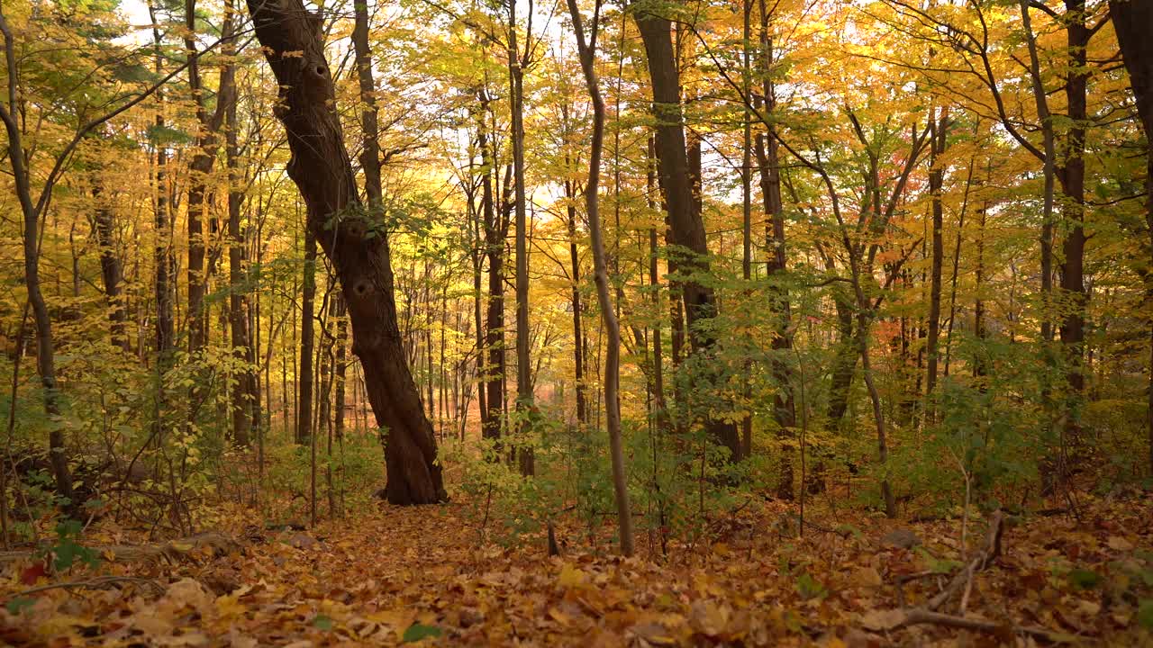 加拿大沃恩，伍德布里奇，科特莱特保护中心的秋天森林小路视频下载