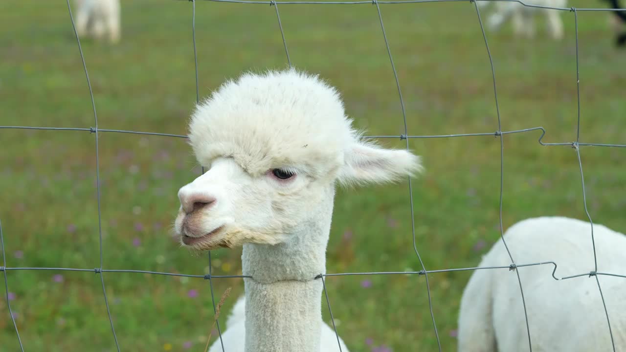 羊驼动物头部的特写滑稽的头发剪和咀嚼动作视频素材