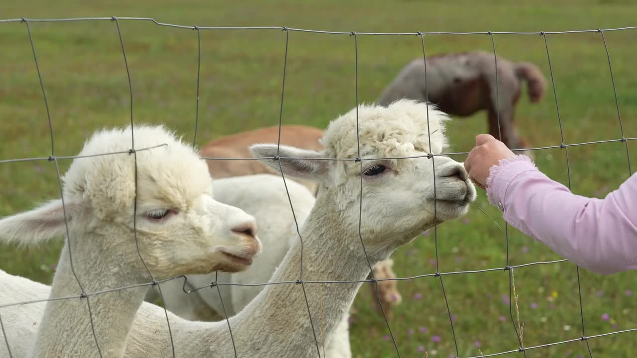 羊驼动物头部的特写滑稽的头发剪和咀嚼动作视频素材
