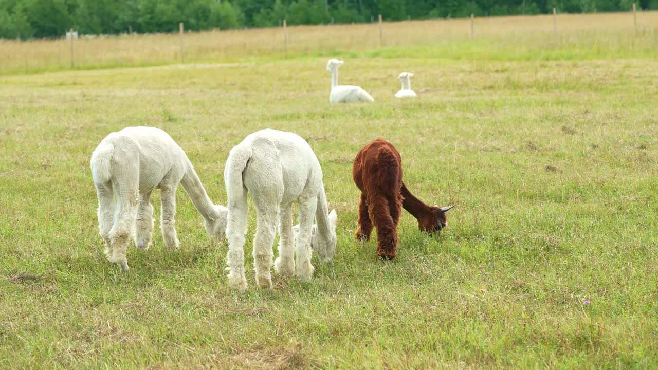 白色和棕色羊驼动物近距离有趣的头发剪和咀嚼草视频素材