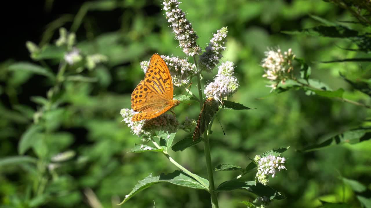 蝴蝶在植物上视频下载