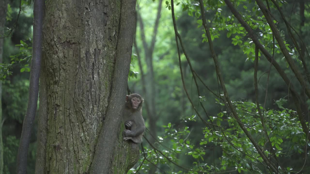 张家界国家公园的猴子视频素材