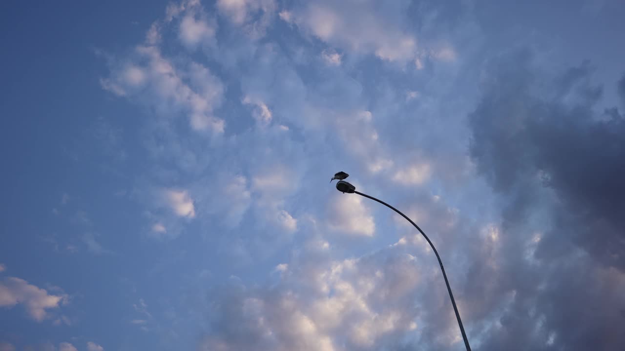 慢动作鹳鸟在飞视频下载