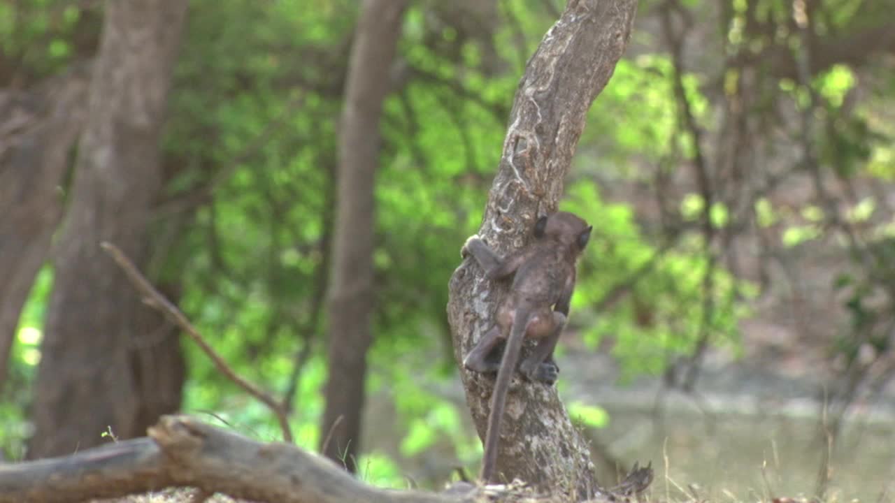 小叶猴在林地奔跑，与母猴会合视频下载