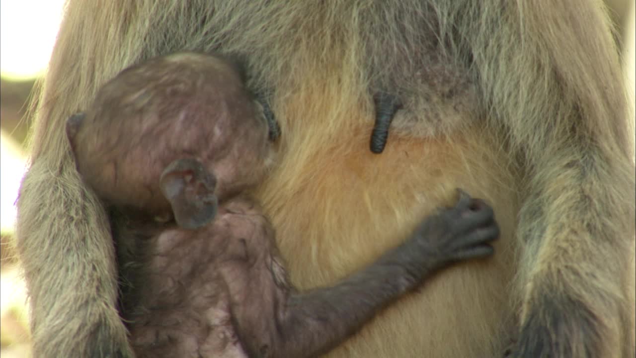 灰叶猴给宝宝喂食的特写镜头视频下载