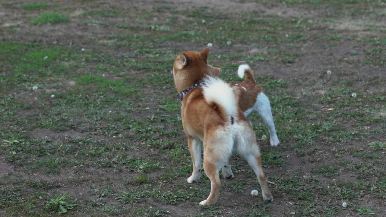两只可爱快乐的狗狗柴犬和杰克罗素梗在公园的绿色草地上奔跑玩耍视频下载