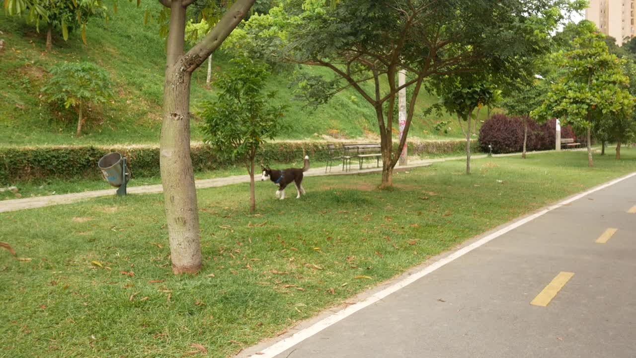 哥伦比亚麦德林，一只西伯利亚哈士奇在公园里散步，直到一只杂种狗出现和他一起玩耍视频下载